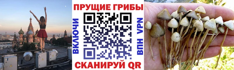 купить наркотик  mega ссылки  Псилоцибиновые грибы Magic Shrooms  Нолинск 